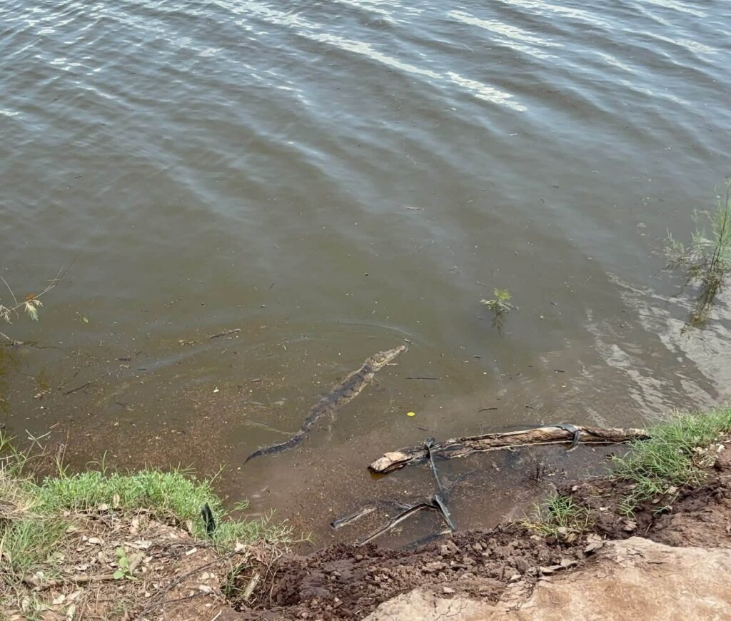 ¡De vuelta a casa! Liberan en su hábitat a pequeño cocodrilo capturado en Mazatlán