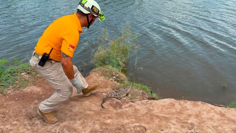 ¡De vuelta a casa! Liberan en su hábitat a pequeño cocodrilo capturado en Mazatlán ¡De vuelta a casa! Liberan en su hábitat a pequeño cocodrilo capturado en Mazatlán