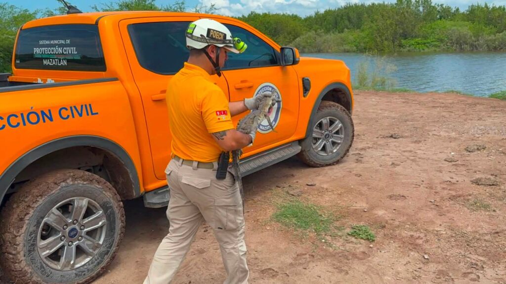 ¡De vuelta a casa! Liberan en su hábitat a pequeño cocodrilo capturado en Mazatlán