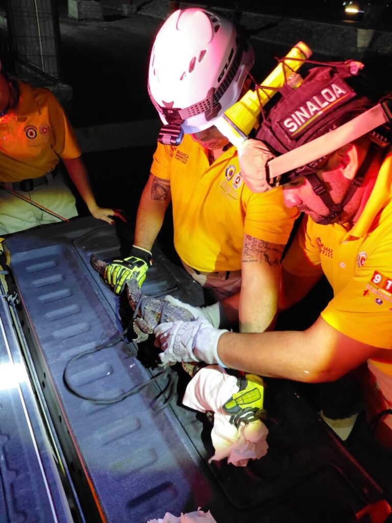 ¡Tremendo susto en Mazatlán, Sinaloa! Hallan a un pequeño cocodrilo entre las bodegas al sur del puerto