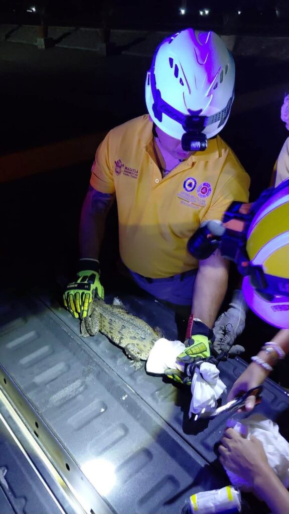 ¡Tremendo susto en Mazatlán, Sinaloa! Hallan a un pequeño cocodrilo entre las bodegas al sur del puerto