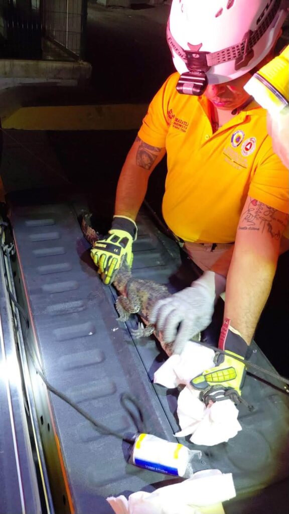 ¡Tremendo susto en Mazatlán, Sinaloa! Hallan a un pequeño cocodrilo entre las bodegas al sur del puerto