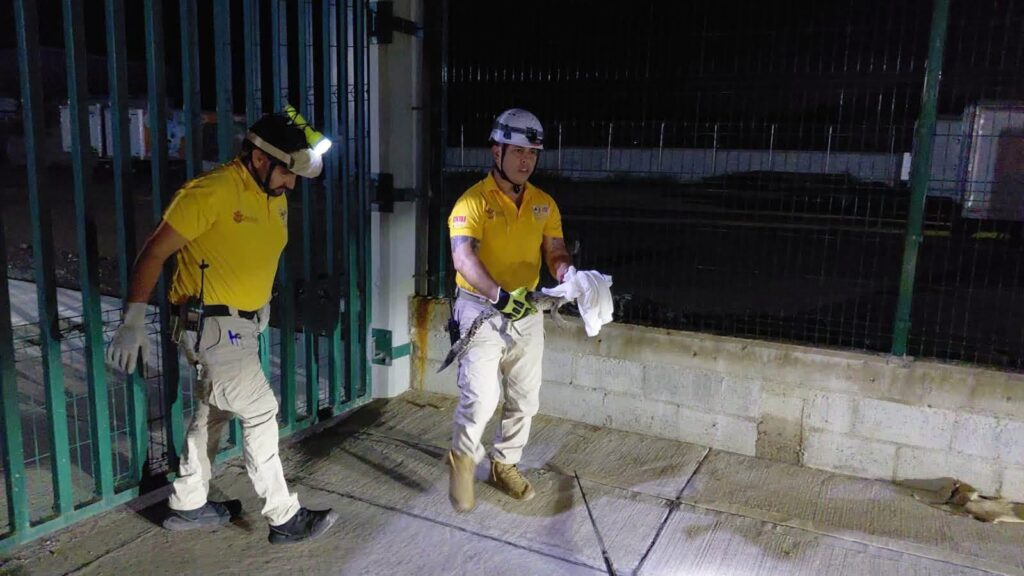 ¡Tremendo susto en Mazatlán, Sinaloa! Hallan a un pequeño cocodrilo entre las bodegas al sur del puerto