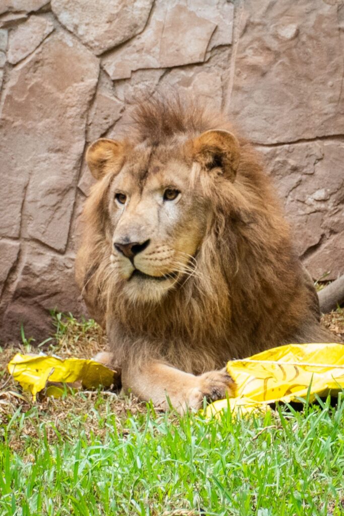 ¡Conoce a “Tiki”! El Zoológico de Culiacán presenta a su nuevo león africano