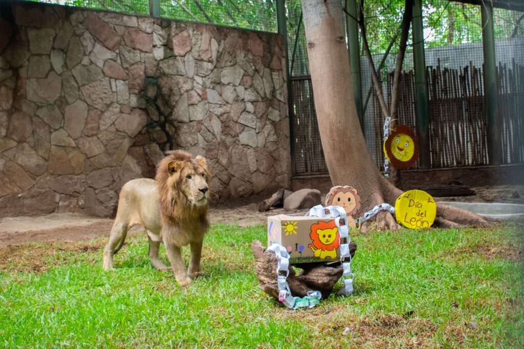 ¡Conoce a “Tiki”! El Zoológico de Culiacán presenta a su nuevo león africano
