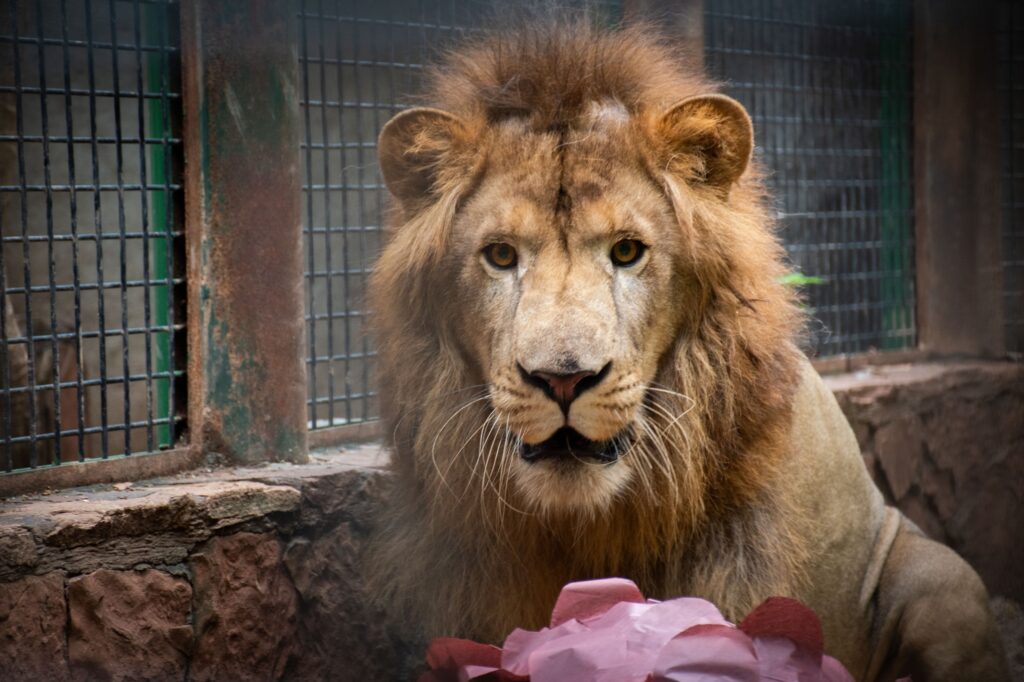 ¡Conoce a “Tiki”! El Zoológico de Culiacán presenta a su nuevo león africano