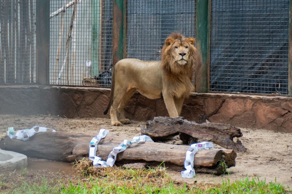 ¡Conoce a “Tiki”! El Zoológico de Culiacán presenta a su nuevo león africano