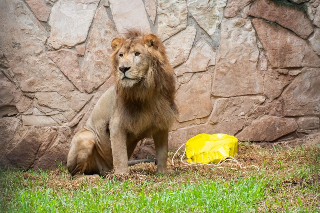 ¡Conoce a “Tiki”! El Zoológico de Culiacán presenta a su nuevo león africano