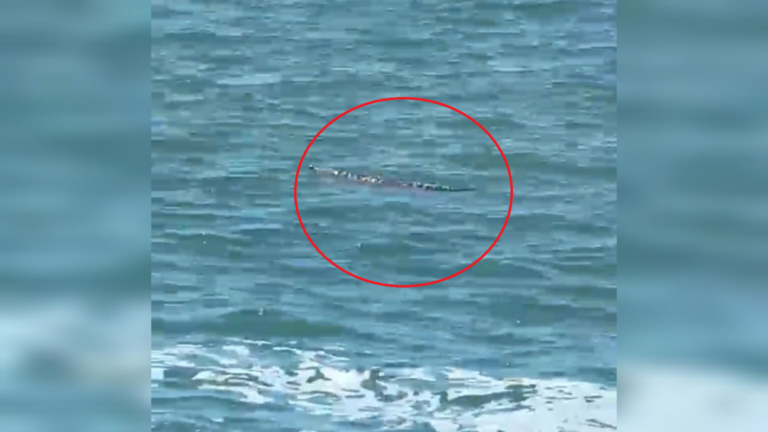 ¡Cuidado! Restringen playas de Mazatlán, Sinaloa por avistamiento de cocodrilo (VIDEO) ¡Cuidado! Restringen playas de Mazatlán, Sinaloa por avistamiento de cocodrilo (VIDEO)