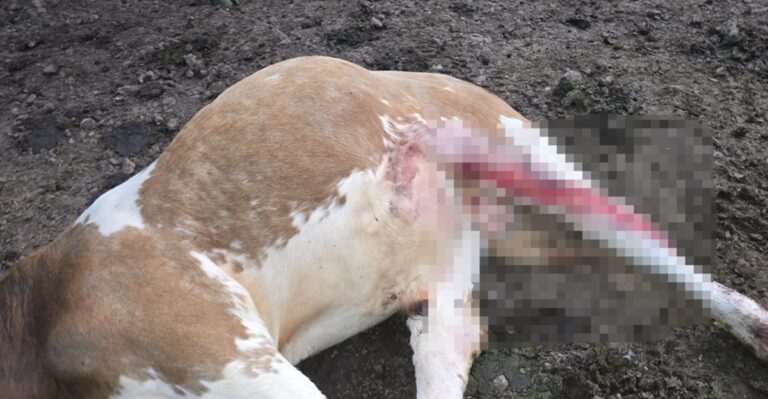 ¡Alerta en la sierra de Sinaloa! Reportan al menos tres posibles casos de gusano barrenador en ganado sinaloíta
