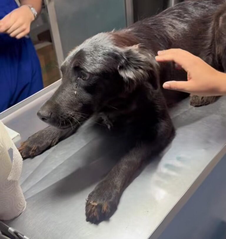 Detectan en Guasave, Sinaloa, primer caso documentado de gusano barrenador; afecta a una perrita de Alamito Caimanero Detectan en Guasave, Sinaloa, primer caso documentado de gusano barrenador; afecta a una perrita de Alamito Caimanero