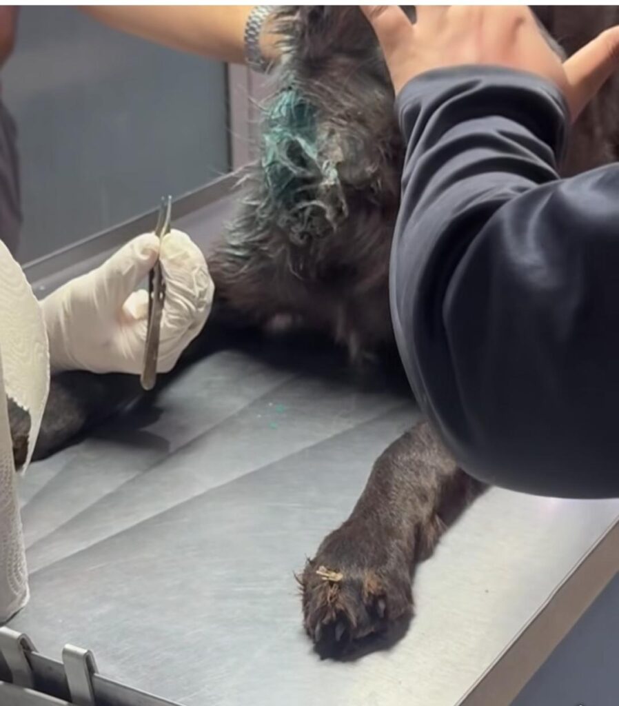 Detectan en Guasave, Sinaloa, primer caso documentado de gusano barrenador; afecta a una perrita de Alamito Caimanero