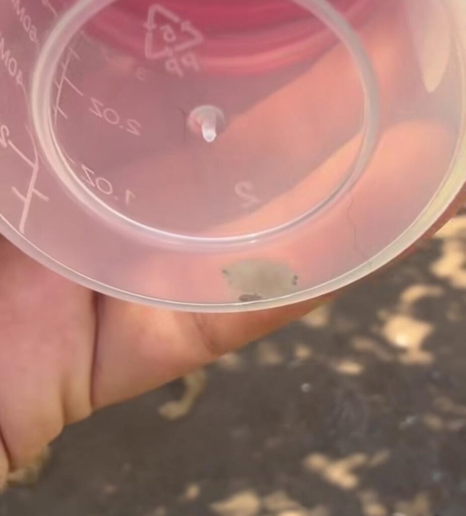 Detectan en Guasave, Sinaloa, primer caso documentado de gusano barrenador; afecta a una perrita de Alamito Caimanero