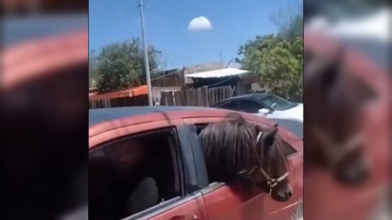 México superando IA; hombre adquiere caballo “Abelito” y lo transporta a su nuevo hogar en un vehículo, en Ahome, Sinaloa México superando IA; hombre adquiere caballo “Abelito” y lo transporta a su nuevo hogar en un vehículo, en Ahome, Sinaloa
