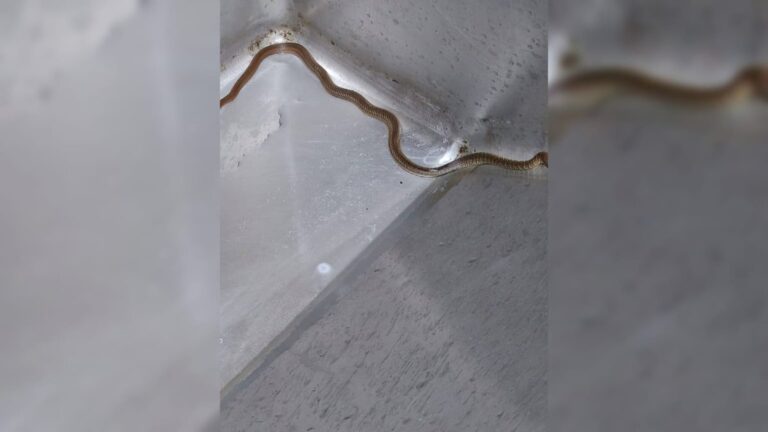 Serpientes causan alarma al irrumpir en el IMSS Bienestar de Guasave, Sinaloa Serpientes causan alarma al irrumpir en el IMSS Bienestar de Guasave, Sinaloa