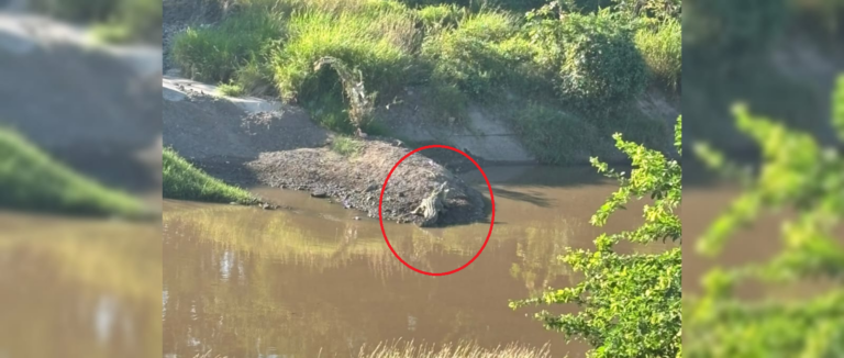 VIDEO | Captan cocodrilo en el Canal Recursos Hidráulicos, en Culiacán, Sinaloa VIDEO | Captan cocodrilo en el Canal Recursos Hidráulicos, en Culiacán, Sinaloa